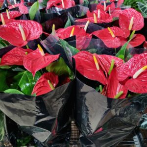 VASO ANTHURIUM P17 VERMELHO