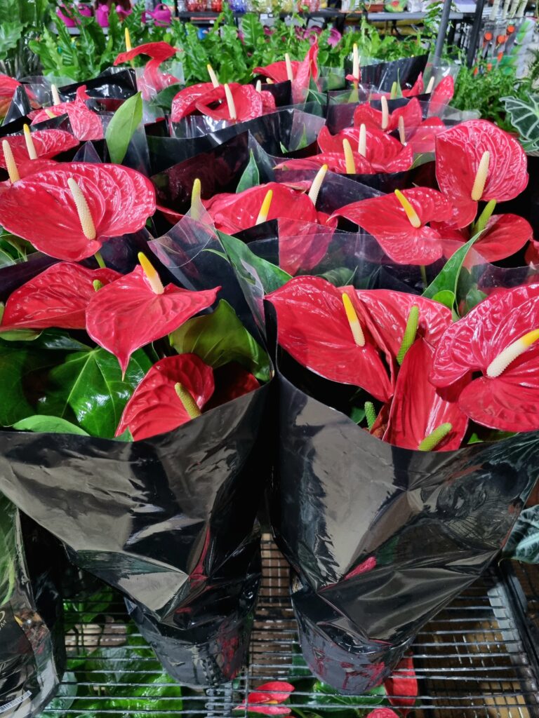 VASO ANTHURIUM P17 VERMELHO