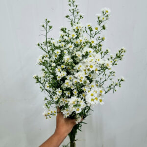 ASTER BRANCO