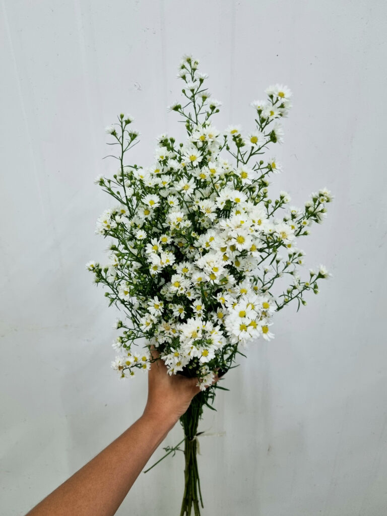 ASTER BRANCO