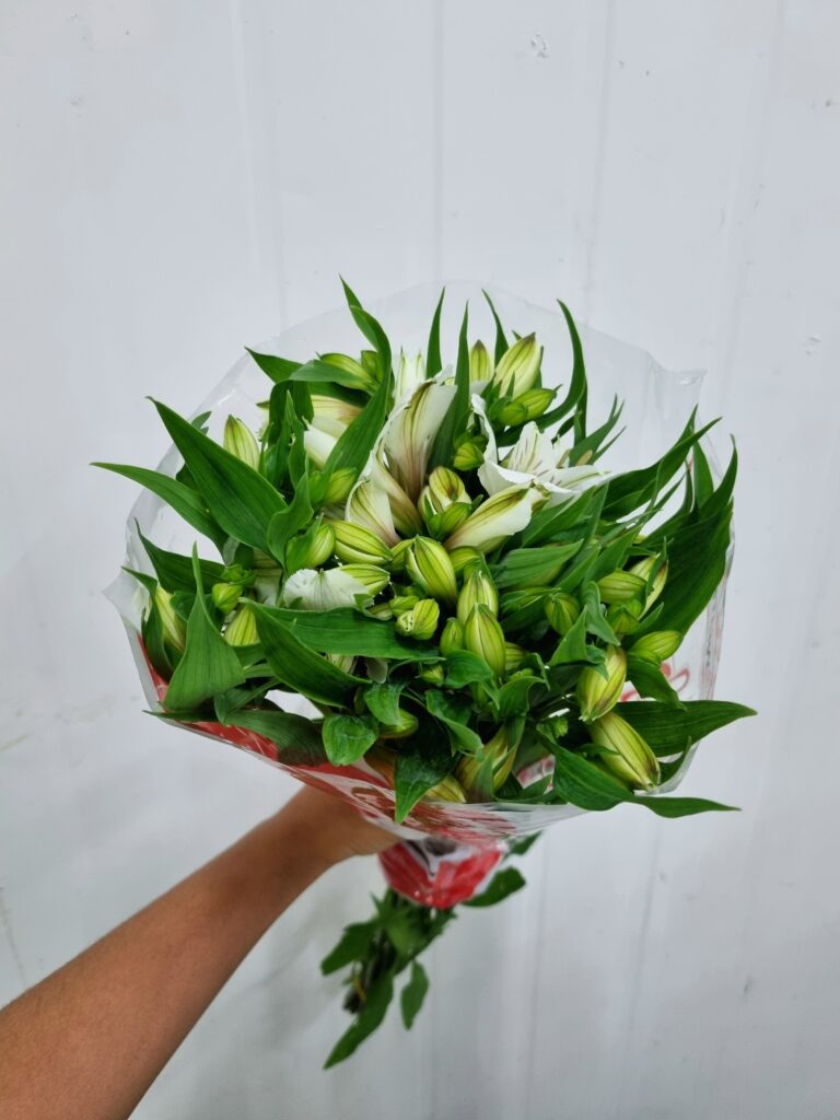 ALSTROEMERIA BRANCA