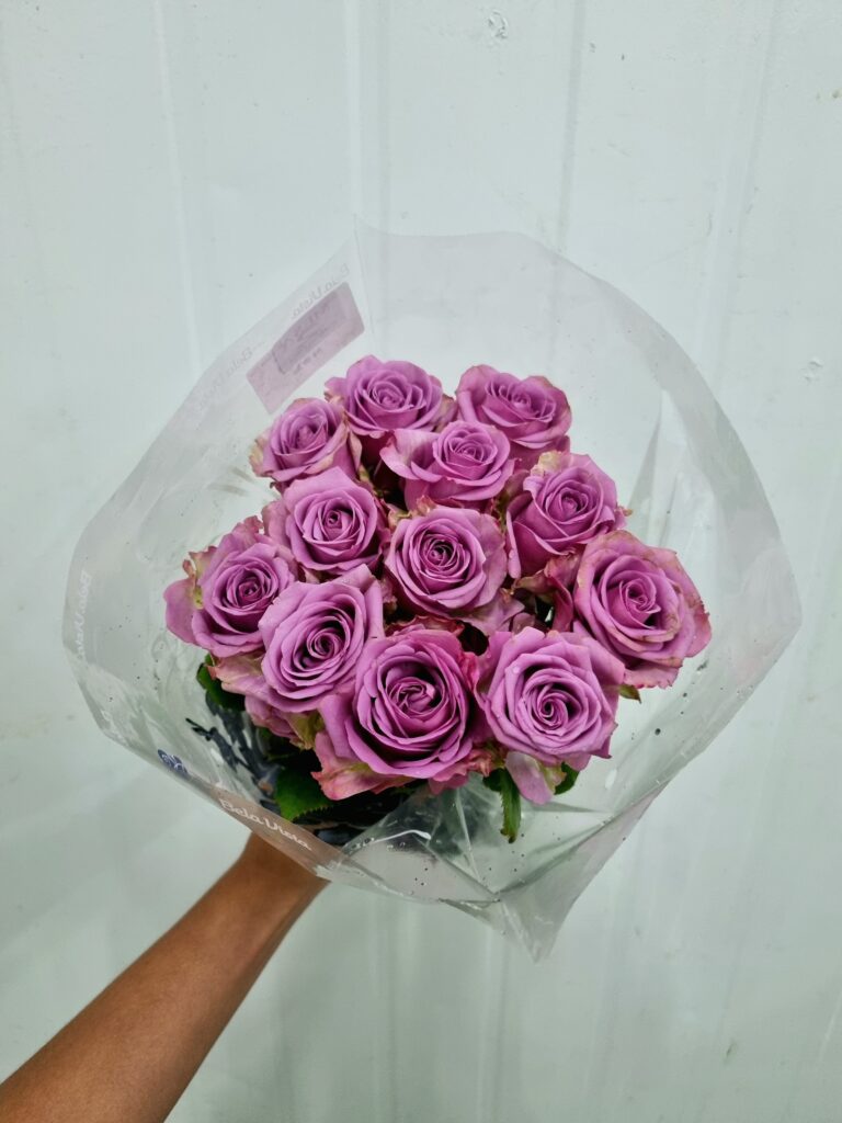 ROSA COOL WATER 040