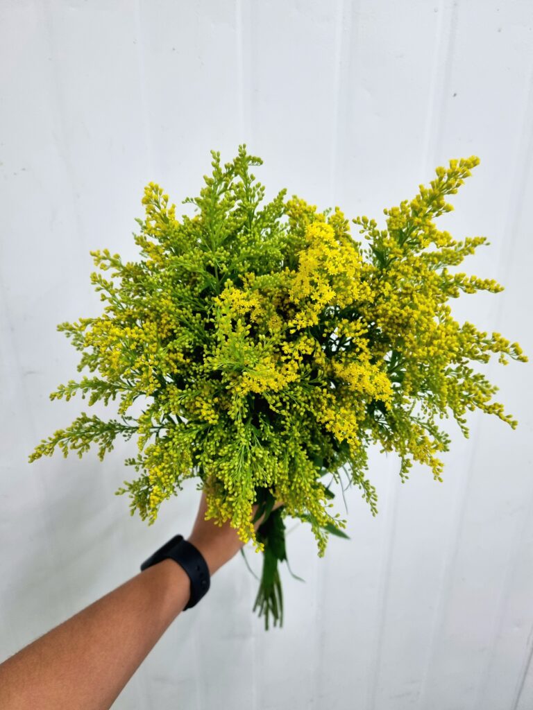 TANGO