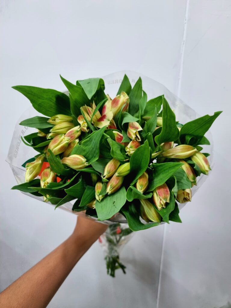ALSTROEMERIA BALI (AMARELA MESCLADA)