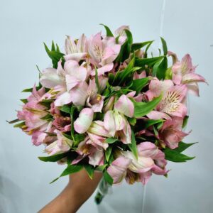 ALSTROEMERIA DUBAI