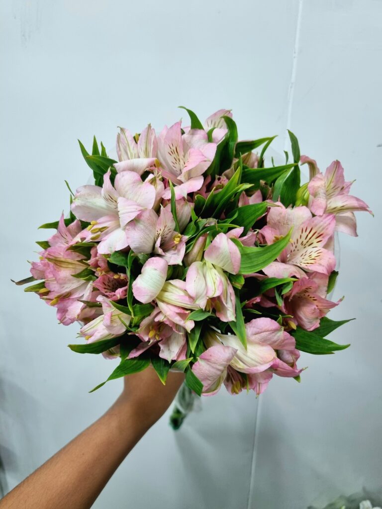 ALSTROEMERIA DUBAI
