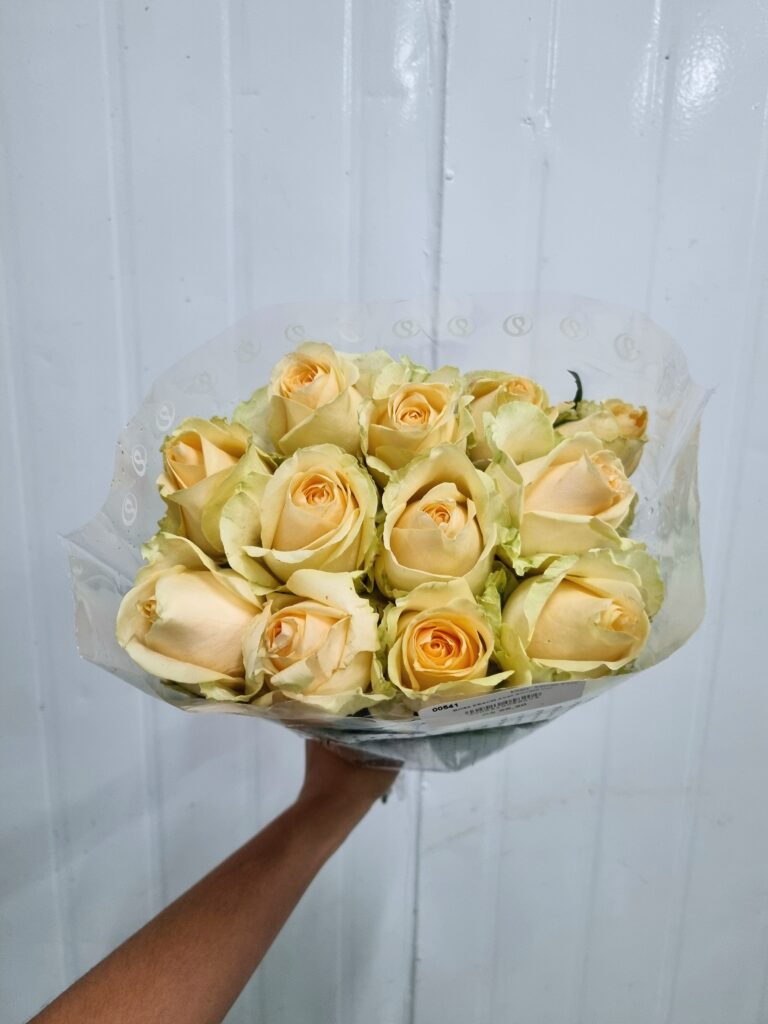 ROSA PEACH AVALANCHE 040