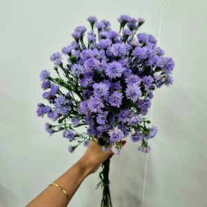 ASTER LILAS