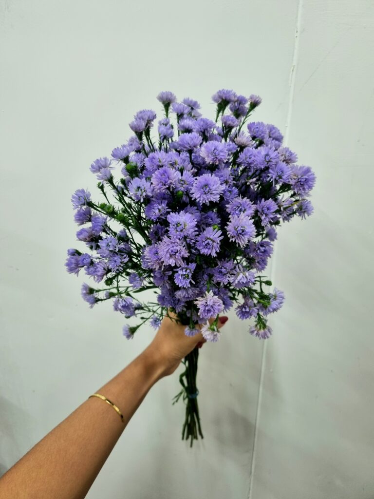 ASTER LILAS