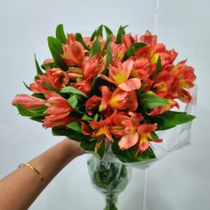ALSTROEMERIA TROPICANA