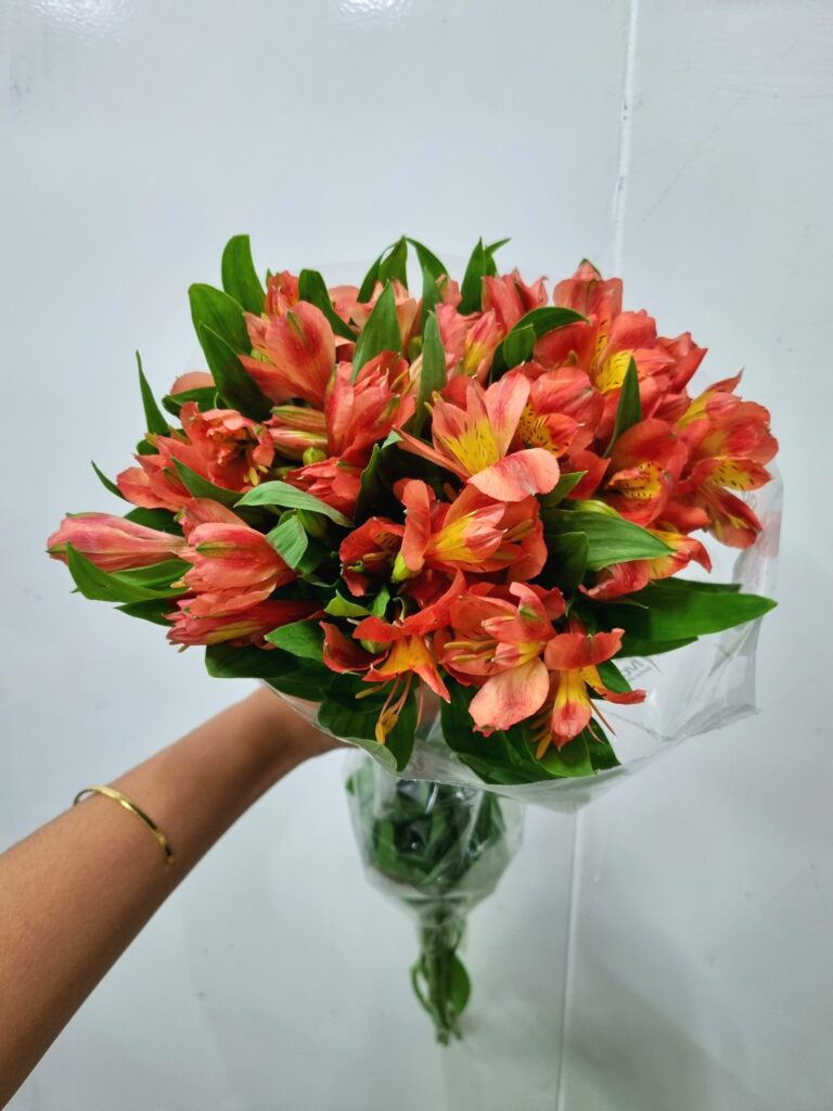 ALSTROEMERIA TROPICANA