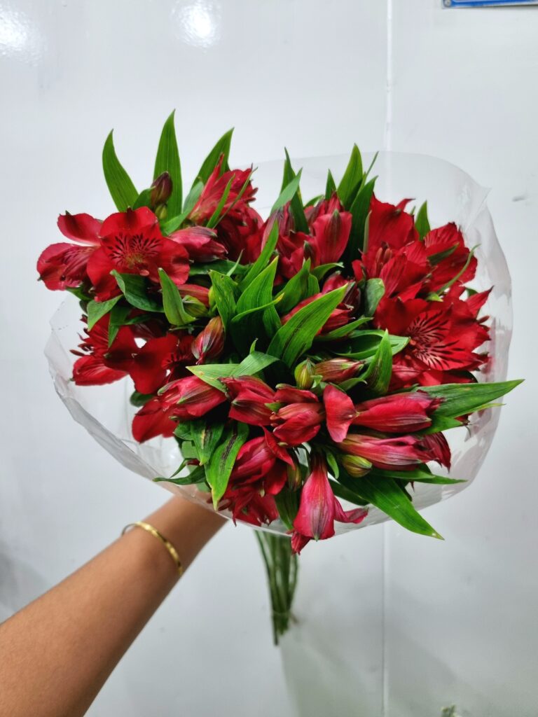ALSTROEMERIA ANGELINA (VERMELHA)