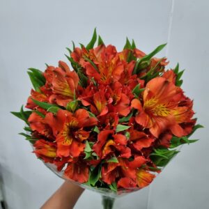ALSTROEMERIA FLAME