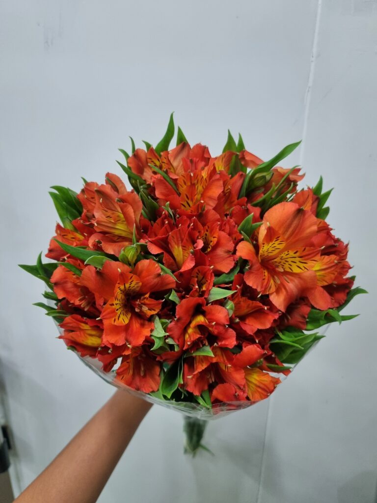 ALSTROEMERIA FLAME