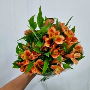 ALSTROEMERIA ORANGE QUEEN