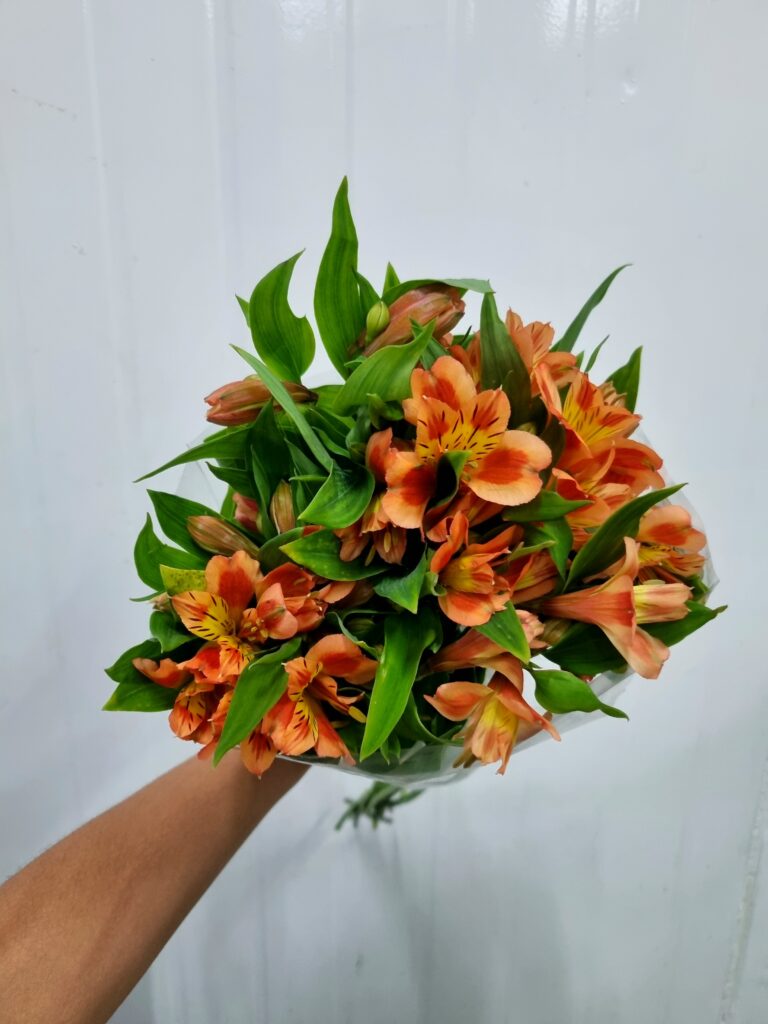 ALSTROEMERIA ORANGE QUEEN