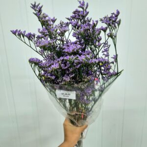 LIMONIUM LILAS