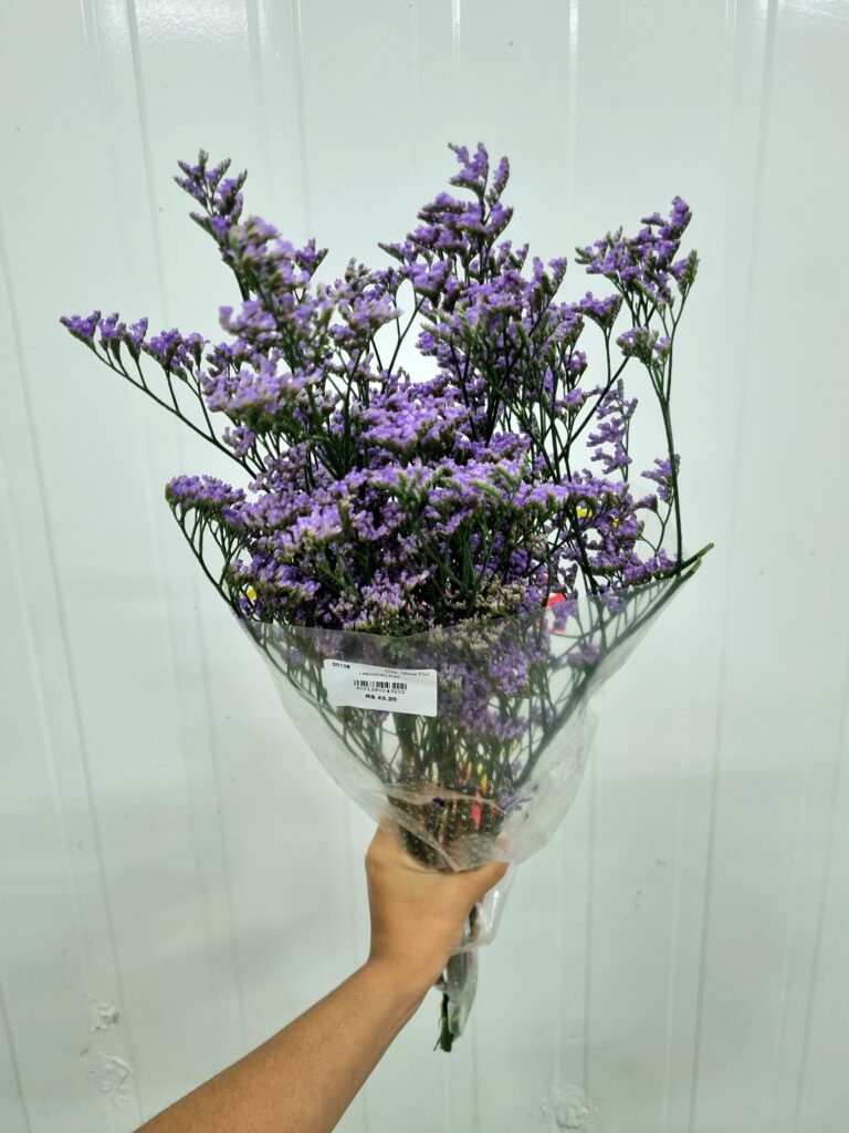 LIMONIUM LILAS