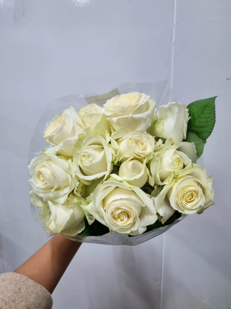 ROSA AVALANCHE 040