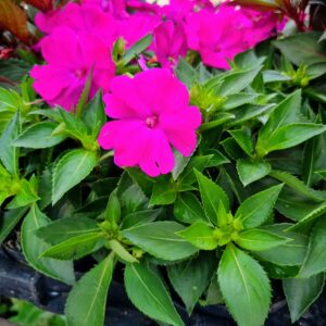 VASO SUNPATIENS P11