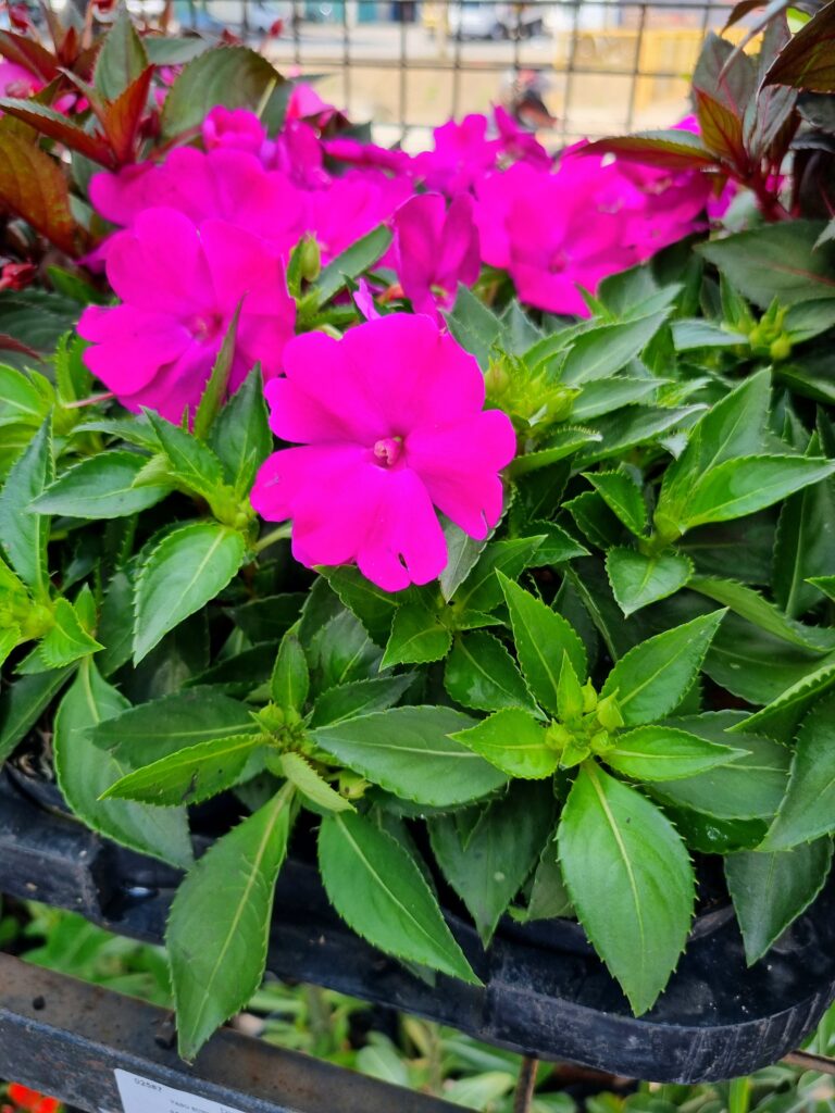 VASO SUNPATIENS P11