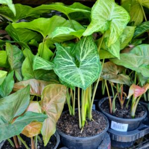VASO SYNGONIUM VARIADO P15