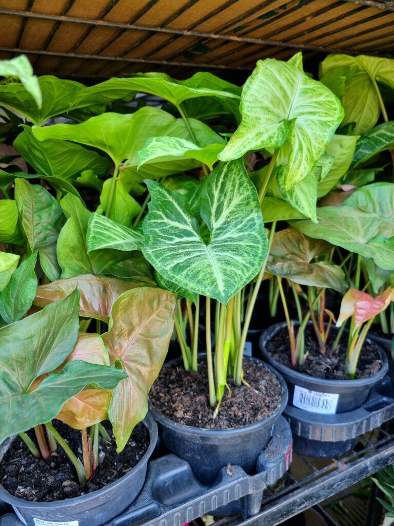 VASO SYNGONIUM VARIADO P15