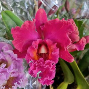 VASO ORQUIDEA CATTLEYA P15