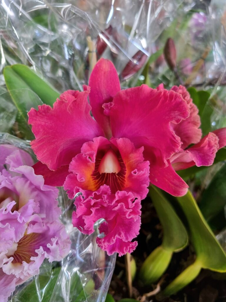 VASO ORQUIDEA CATTLEYA P15