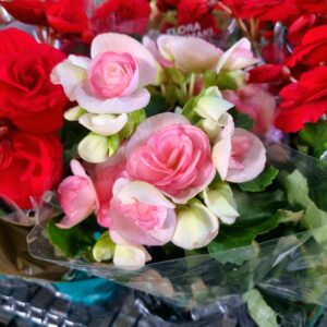 VASO BEGONIA P11