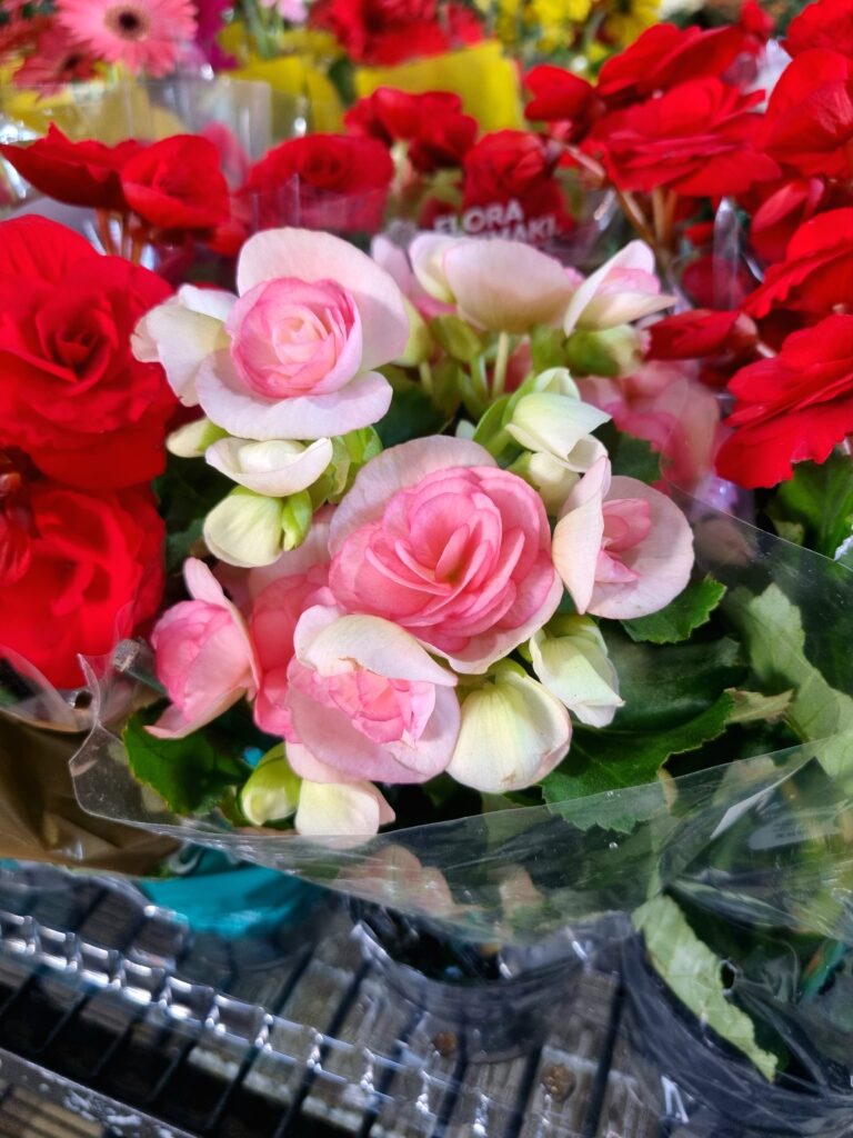 VASO BEGONIA P11