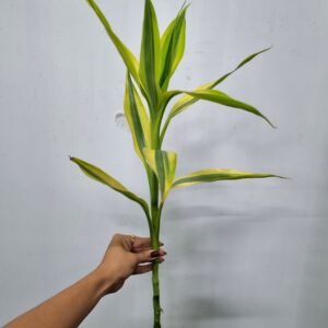 DRACENA SANDERIANA
