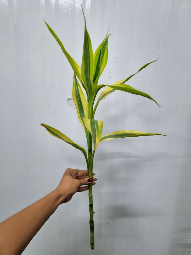 DRACENA SANDERIANA