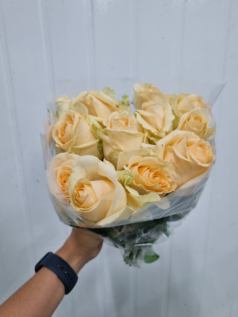 ROSA PEACH AVALANCHE 030