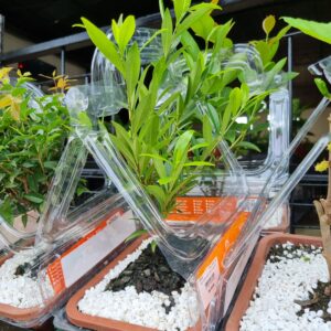 VASO BONSAI FRUTA VASO PLASTICO G