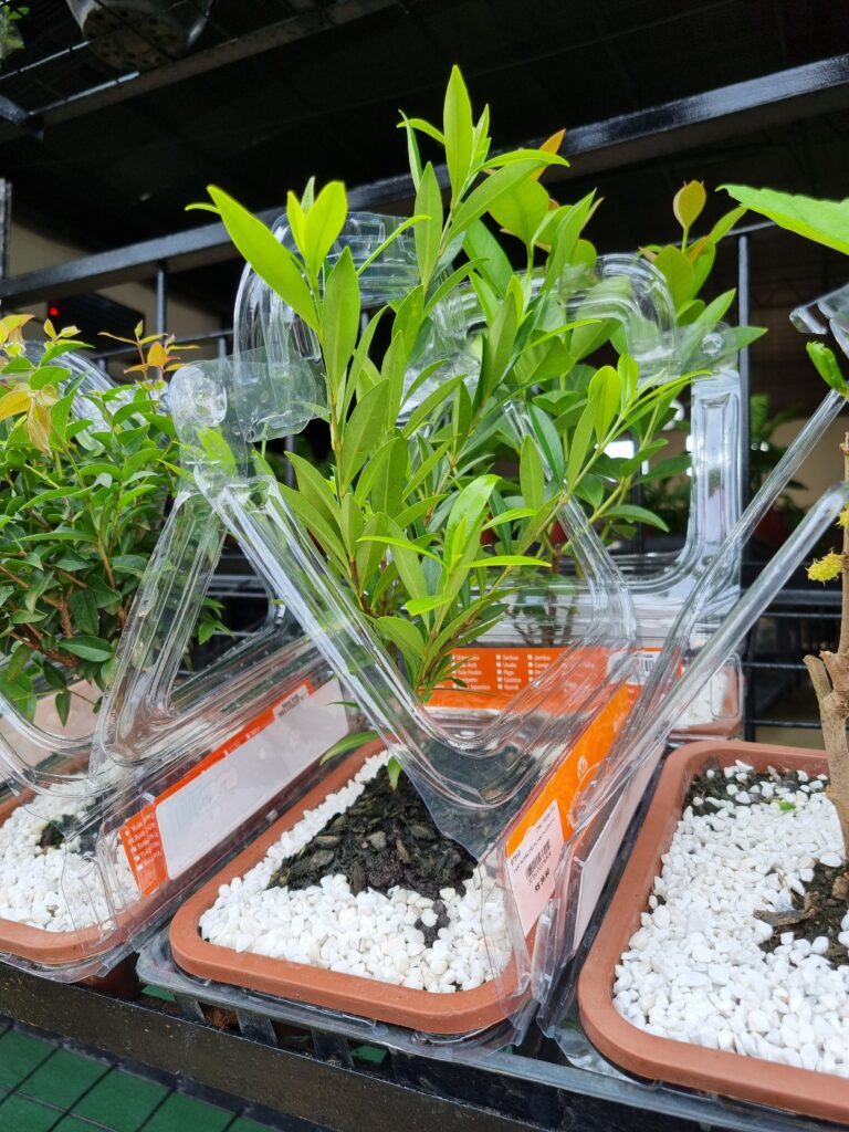 VASO BONSAI FRUTA VASO PLASTICO G