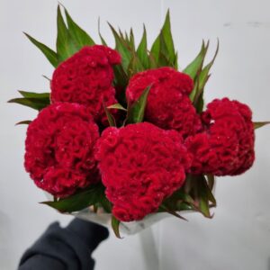 CELOSIA VINHO