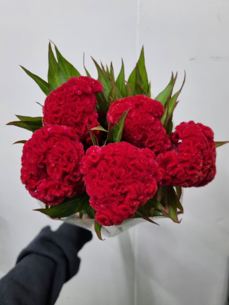 CELOSIA VINHO