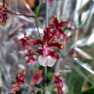 VASO ORQUIDEA SHARRY BABY (CHOCOLATE)P14