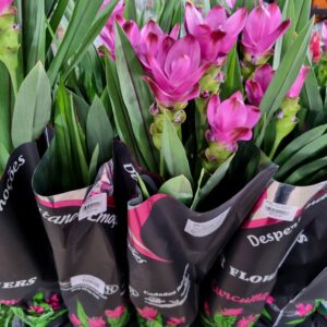 VASO CURCUMA P12