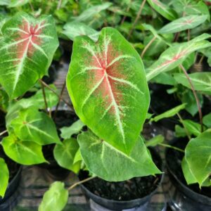 VASO CALADIUM P11