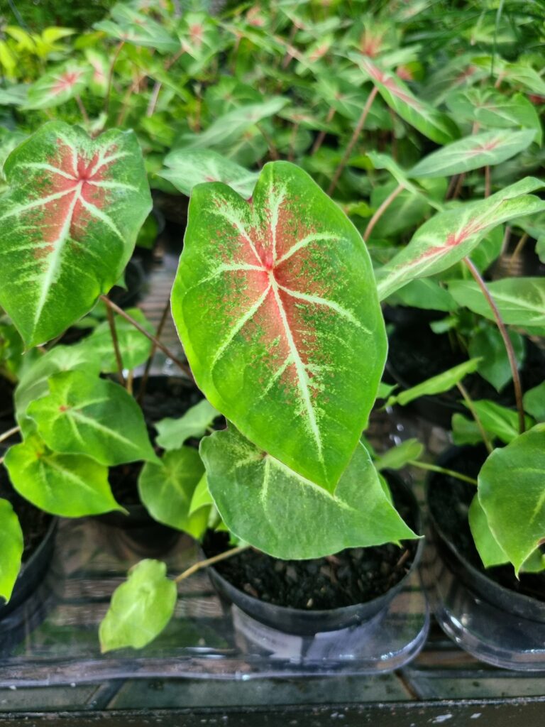 VASO CALADIUM P11