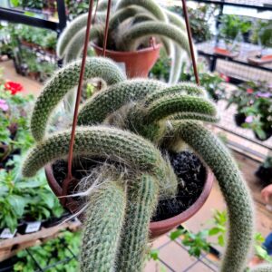 VASO CACTUS C18 RABO DE MACACO ESPECIAL
