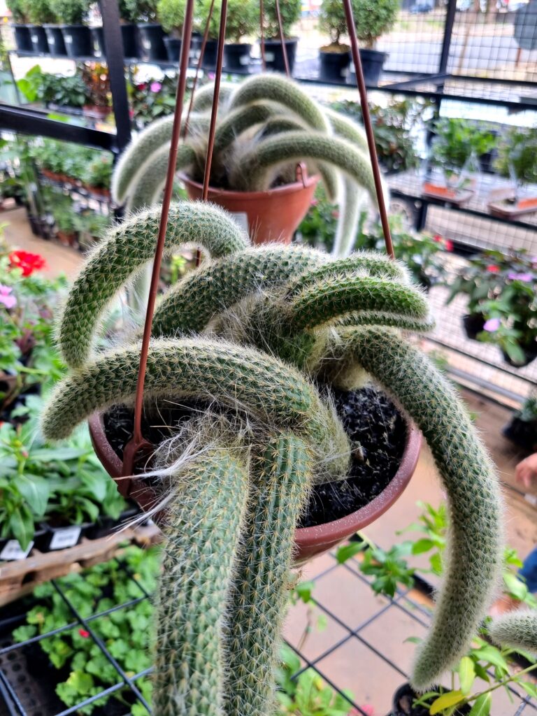 VASO CACTUS C18 RABO DE MACACO ESPECIAL