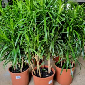 VASO DRACENA P24 REFLEXA ANITA