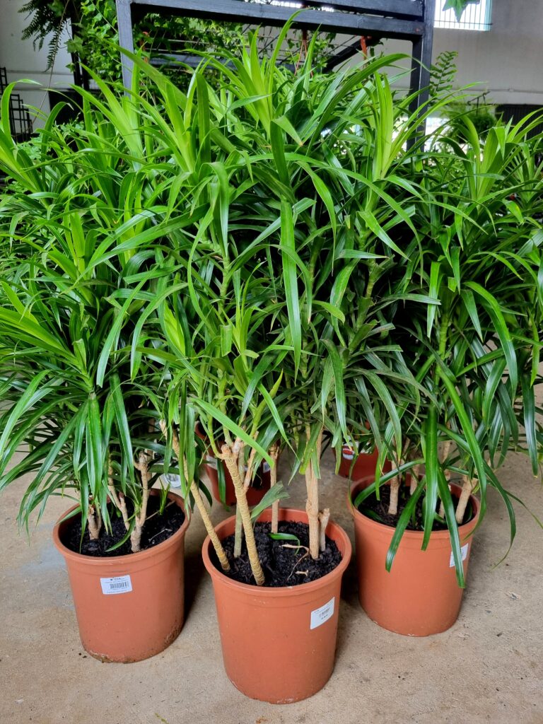 VASO DRACENA P24 REFLEXA ANITA