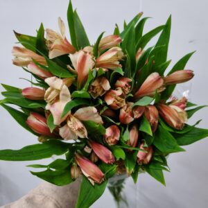 ALSTROEMERIA CANYON