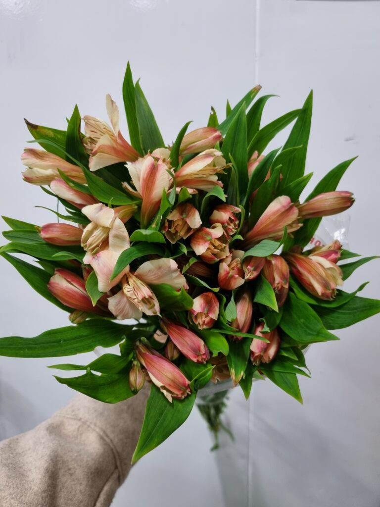 ALSTROEMERIA CANYON