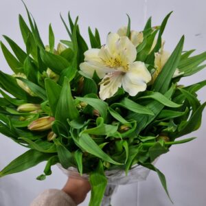 ALSTROEMERIA BOA VISTA (CREME)