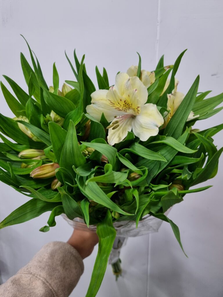 ALSTROEMERIA BOA VISTA (CREME)